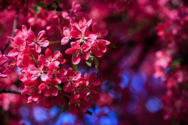 Yabani elma çiçeklenme