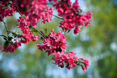 Yabani elma çiçeklenme