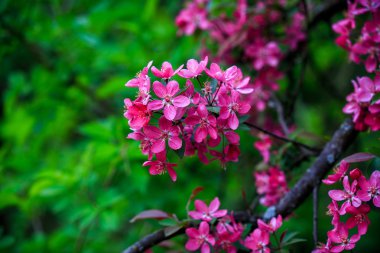 Yabani elma çiçeklenme