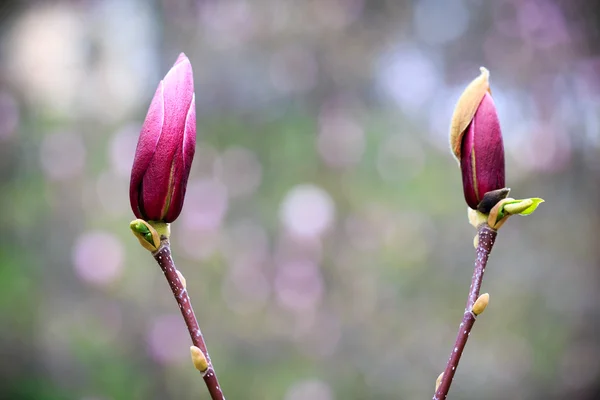 Magnolia. Kiev. Botanische tuin. — Stockfoto