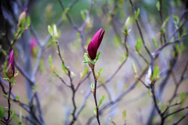 Magnolia. Kiev. Botanische tuin. — Stockfoto