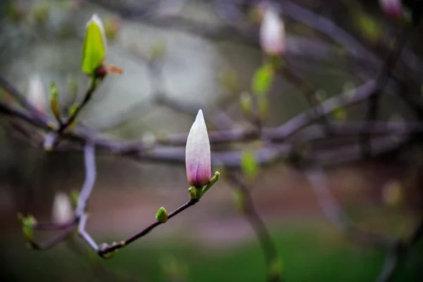 Magnolia. Kijev. Botanikus kert. — Stock Fotó