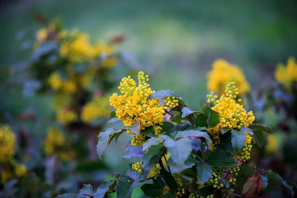 Flor amarela. Kiev. Jardim botânico . — Fotografia de Stock