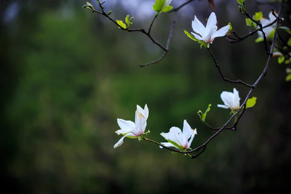 Manolya. Kiev. Botanik Bahçesi.
