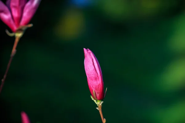 Magnolia. Kiev. Jardín botánico . —  Fotos de Stock