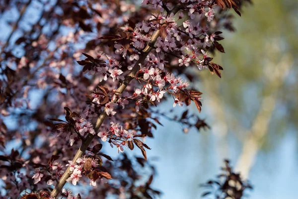 Alperce florido. Kiev. Jardim botânico . — Fotografia de Stock