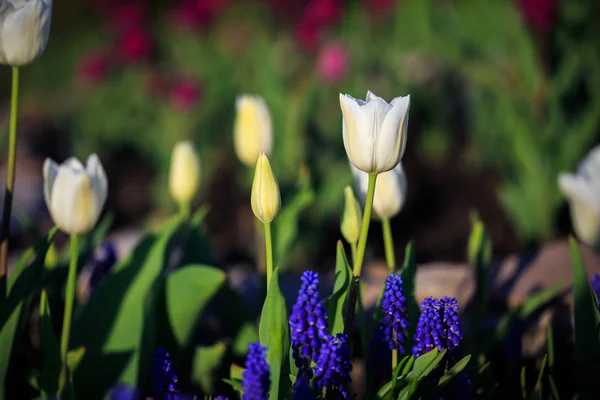 Tulipanes en el parque — Foto de Stock