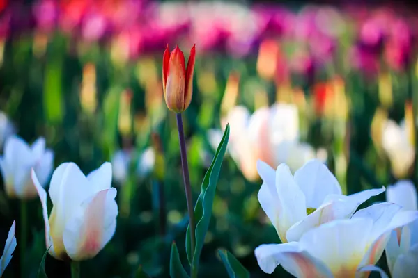 Tulipas no parque — Fotografia de Stock