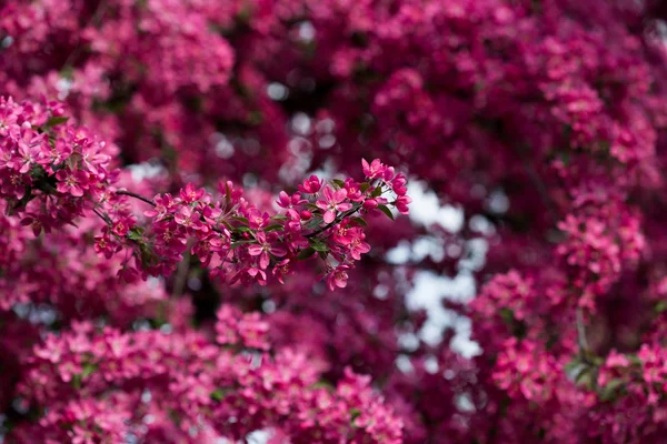 Blooming wild apple — Stock Photo, Image