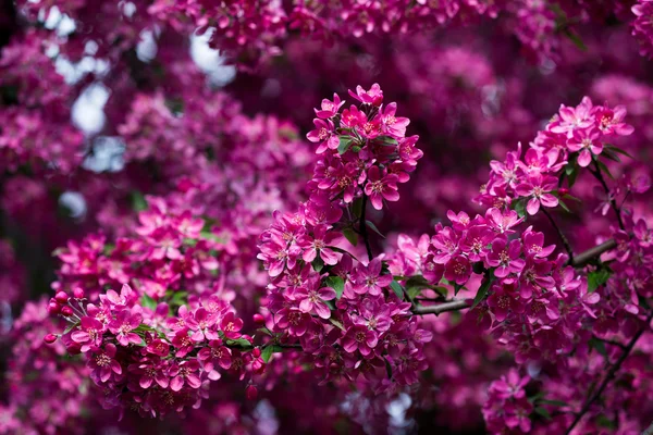 Yabani elma çiçeklenme