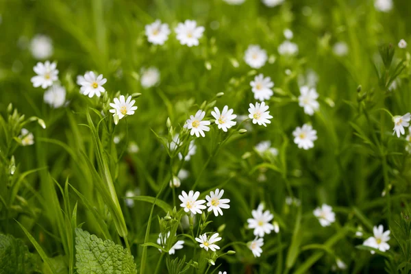 Kwiaty białe, Zielona trawa — Zdjęcie stockowe