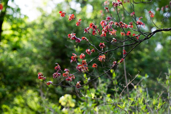 Folhas vermelhas na árvore — Fotografia de Stock