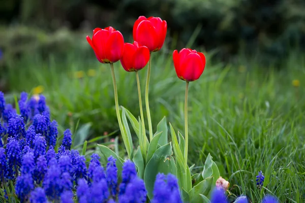 Tulipanes en el parque — Foto de Stock