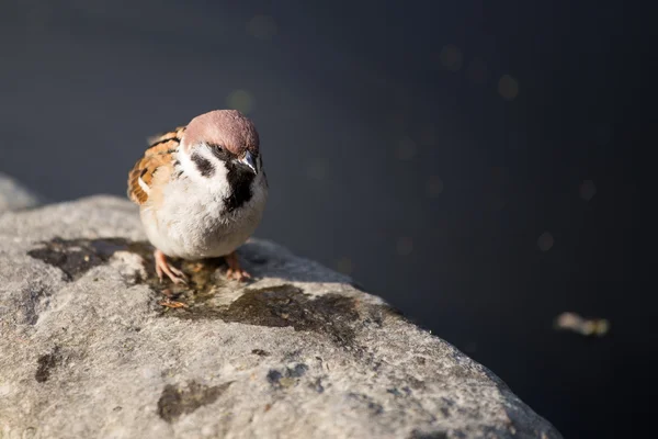 Sperling auf einem Stein — Stockfoto