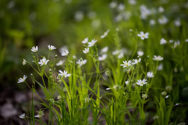 Flores blancas, hierba verde — Foto de Stock