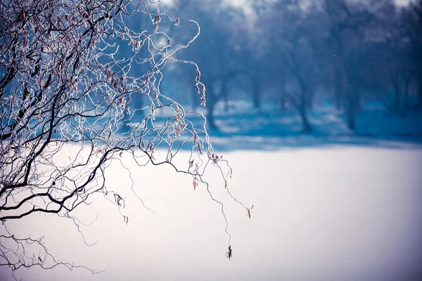 Plantes couvertes de givre — Photo