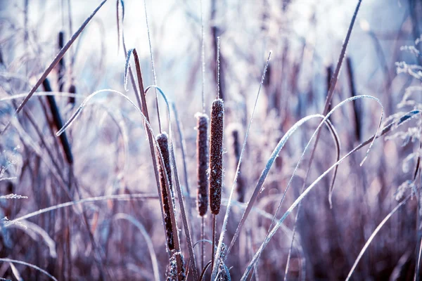 Planten bedekt met rijm — Stockfoto