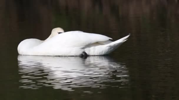 Güzel Beyaz Kuğular Suda Gölde Nehirde Yüzer — Stok video
