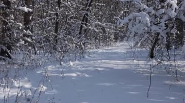 Kış ormanında güzel bir yürüyüş. Ağaçlar, dallar ve çalılar karda. Her yer kar. Ormandaki yol karla kaplı..