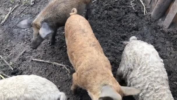 Сіяти Маленькими Свинями Ручці — стокове відео