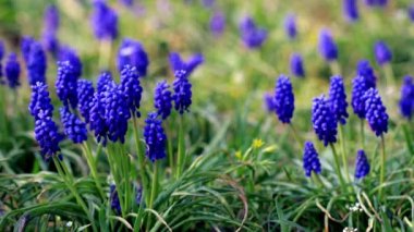 Yeşil çimen arka planında mor ve mavi çiçekler. Muscari Ermeni.