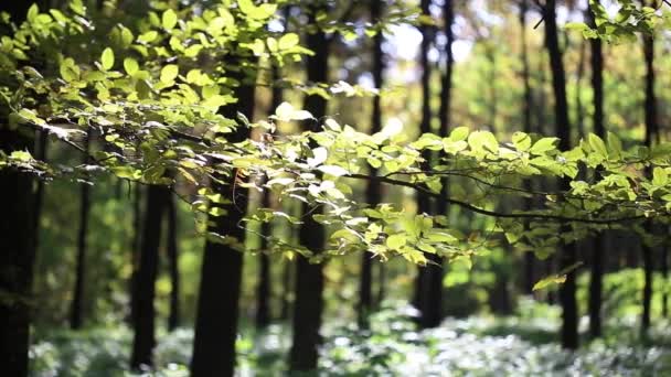 Mooie Groene Bladeren Zwaaien Wind Het Bos Park Lichten Van — Stockvideo