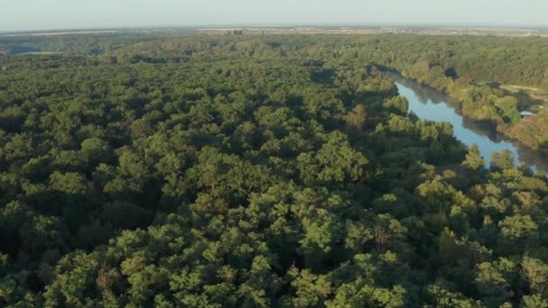 Bellissimo Volo Sulle Cime Degli Alberi Verdi Volo Mattutino Sugli — Video Stock