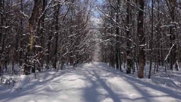 Μια Όμορφη Βόλτα Μέσα Στο Χειμερινό Δάσος Δέντρα Κλαδιά Και — Αρχείο Βίντεο