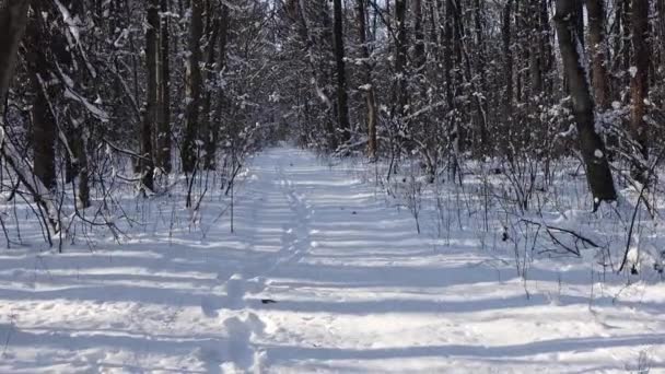 Ein Schöner Spaziergang Durch Den Winterwald Bäume Äste Und Sträucher — Stockvideo