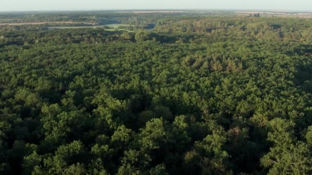 Bellissimo Volo Sulle Cime Degli Alberi Verdi Gli Alberi Ondeggiano — Video Stock