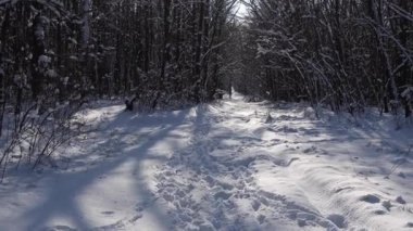 Kış ormanında güzel bir yürüyüş. Ağaçlar, dallar ve çalılar karda. Her yer kar. Ormandaki yol karla kaplı..