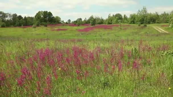 꽃들로 이루어진 잔디와 배경에 — 비디오