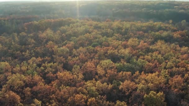Schöner Flug Über Den Bäumen Herbstwald Gelbe Rote Grüne Blätter — Stockvideo