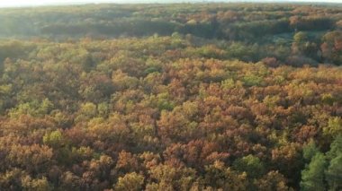Ağaçların üzerinde güzel bir uçuş. Sonbahar ormanı. Ağaçlarda sarı, kırmızı, yeşil yapraklar. Güzel güneşli bir gün, akşam.