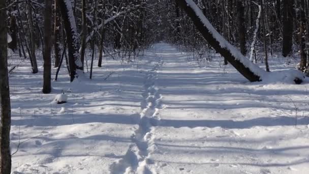 Belo Passeio Pela Floresta Inverno Árvores Ramos Arbustos Neve Neve — Vídeo de Stock