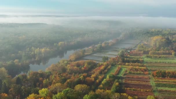 Prachtige Ochtend Zomervlucht Rivier Mist Bomen — Stockvideo