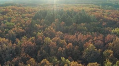 Ağaçların üzerinde güzel bir uçuş. Sonbahar ormanı. Ağaçlarda sarı, kırmızı, yeşil yapraklar. Güzel güneşli bir gün, akşam.