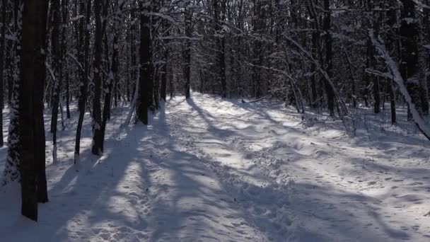 Μια Όμορφη Βόλτα Μέσα Στο Χειμερινό Δάσος Δέντρα Κλαδιά Και — Αρχείο Βίντεο