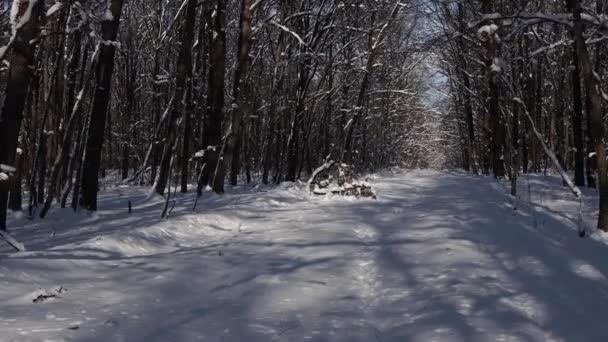 Hermoso Paseo Por Bosque Invierno Árboles Ramas Arbustos Nieve Nieve — Vídeo de stock