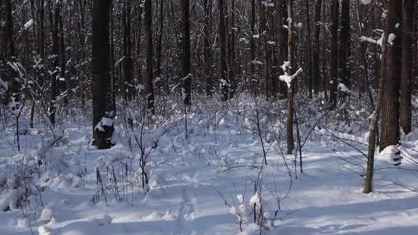 Ein Schöner Spaziergang Durch Den Winterwald Bäume Äste Und Sträucher — Stockvideo