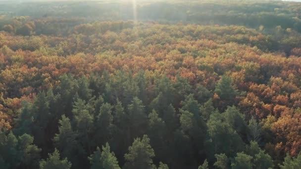 Gyönyörű Repülés Fák Felett Őszi Erdő Sárga Piros Zöld Levelek — Stock videók