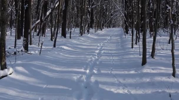 Krásná Procházka Zimním Lesem Stromy Větve Keře Sněhu Všude Sníh — Stock video