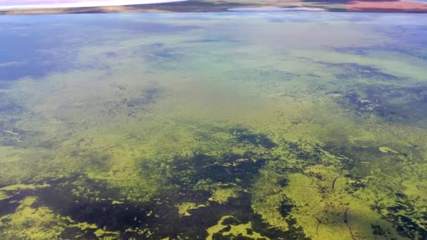 緑の湖の上に夏の美しいフライト — ストック動画