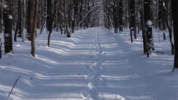 Ein Schöner Spaziergang Durch Den Winterwald Bäume Äste Und Sträucher — Stockvideo