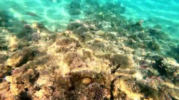 Muitos Peixes Diferentes Recife Peixes Nadam Mar — Vídeo de Stock