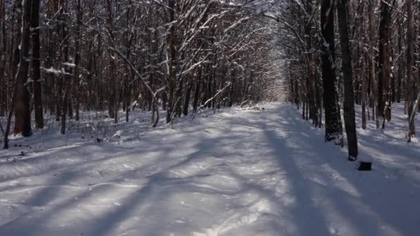 Ein Schöner Spaziergang Durch Den Winterwald Bäume Äste Und Sträucher — Stockvideo