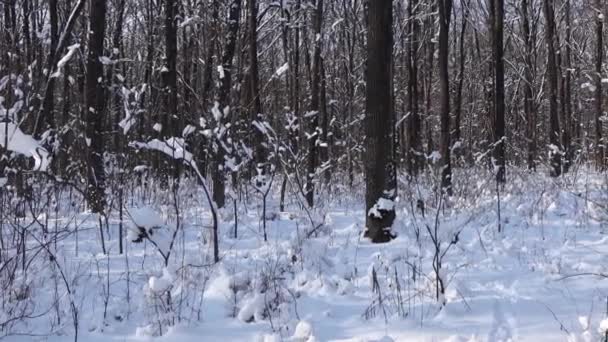 Kış Ormanında Güzel Bir Yürüyüş Ağaçlar Dallar Çalılar Karda Her — Stok video