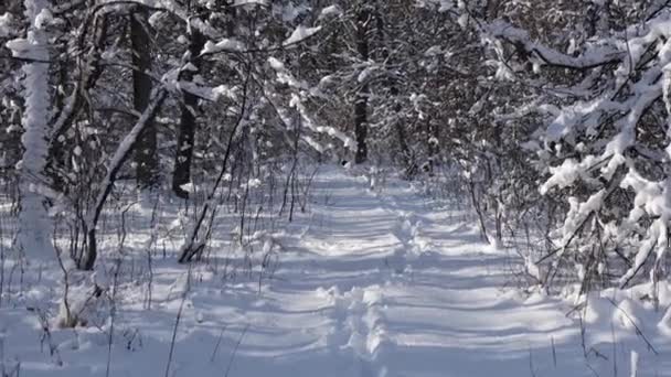 Ein Schöner Spaziergang Durch Den Winterwald Bäume Äste Und Sträucher — Stockvideo