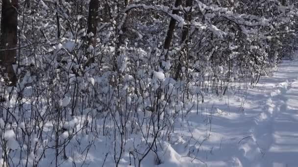 Прекрасная Прогулка Зимнему Лесу Деревья Ветви Кусты Снегу Везде Снег — стоковое видео