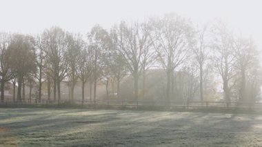 Buzlu tarlaların ve ahşap çitlerin arkasında yapraksız ağaçların oluşturduğu sıra altın güneş ışığı ve sis, sonbaharın sonlarına doğru sakin bir atmosfer yaratır..